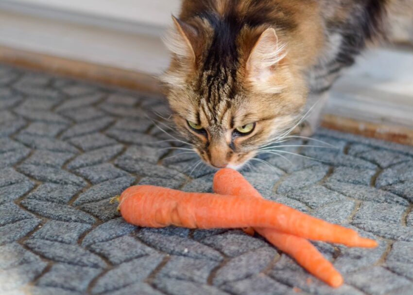 Can Cats Eat Carrots? The Truth About Feline Nutrition