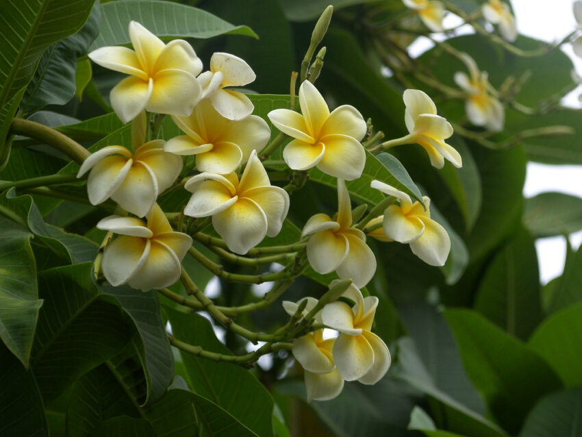 National Flower of Nicaragua